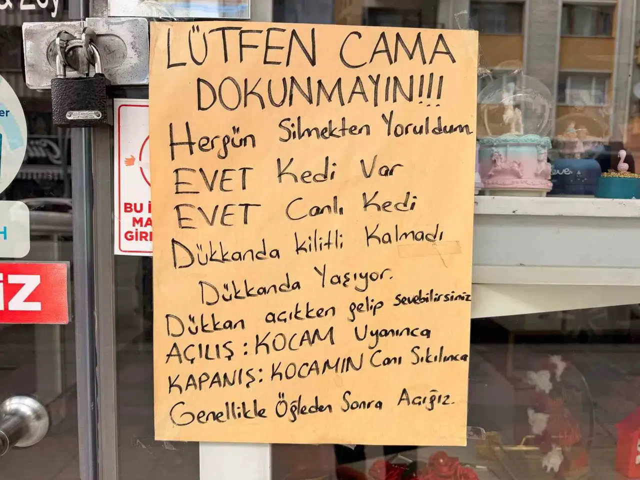 Afyonkarahisar’da vitrin krizi: Kedi meraklılarına mizahi çözüm