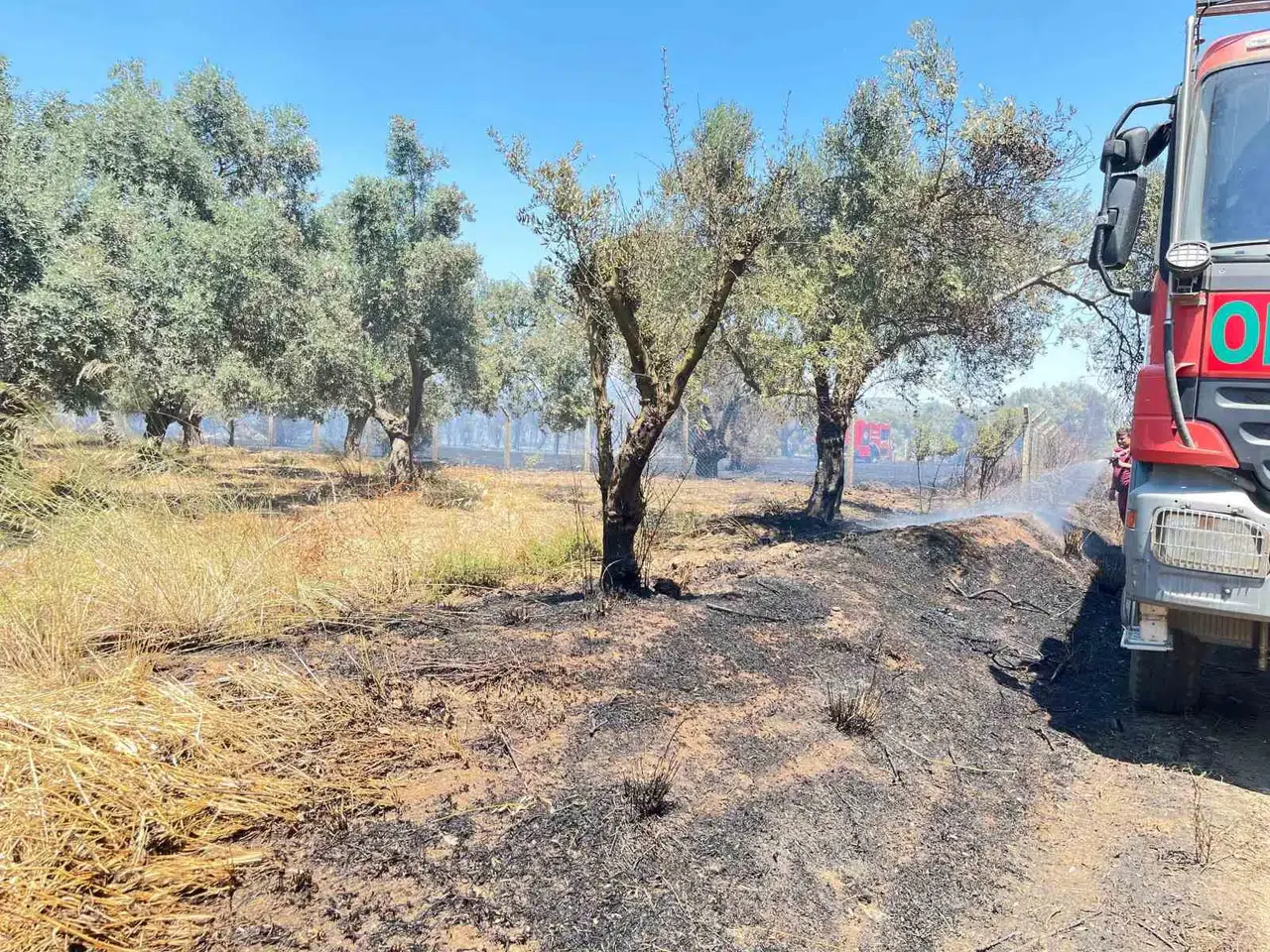 Bayındır'da alevlerle mücadele: Tarım arazilerinde korku dolu saatler