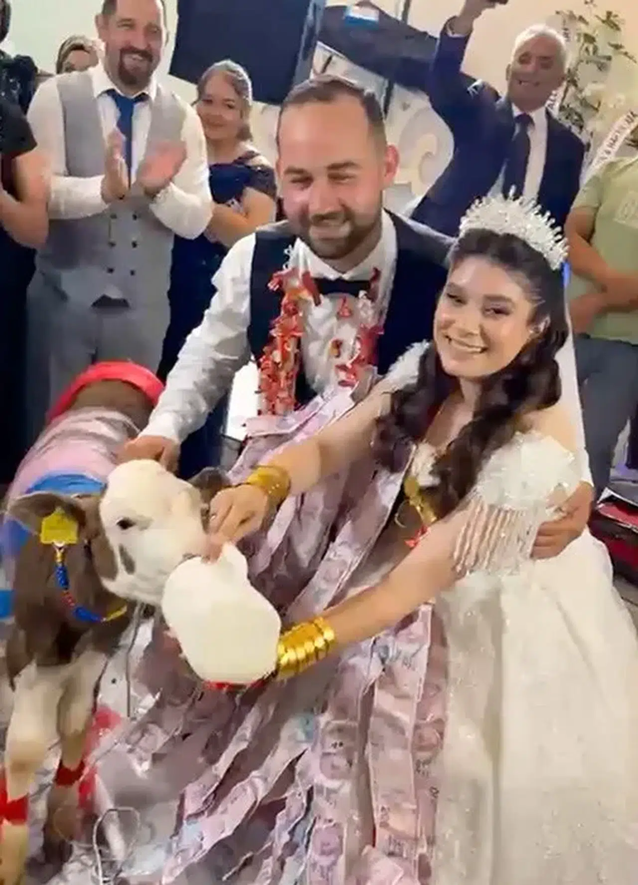 Manisa'da düğün salonunda şaşkınlık: Takı yerine canlı hediye