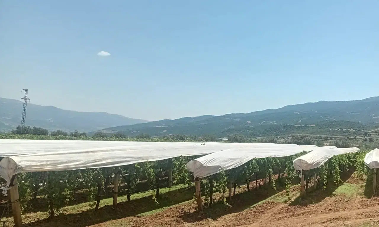 Sarıgöl'de üzüm bağları için hummalı çalışma: Ovayı beyaz bir örtü kaplıyor