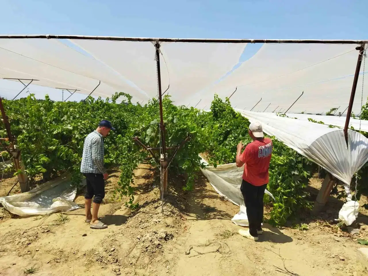 Manisa bağlarında dolu kalkanı: Üretici çareyi beyaz örtüde buldu