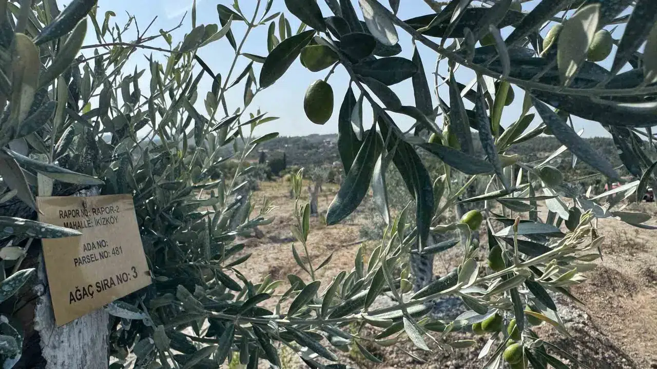 Milas'ta zeytin ağaçlarına "bilimsel dokunuş": Bir yılda meyveye durdular