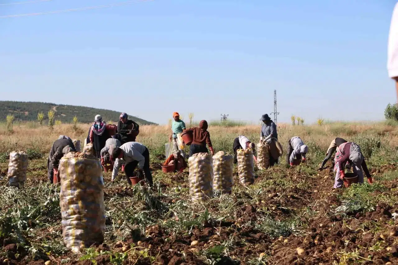 Sandıklı'da toprak altın değerinde: Patates üreticisi bu sezon çifte bayram yaşıyor