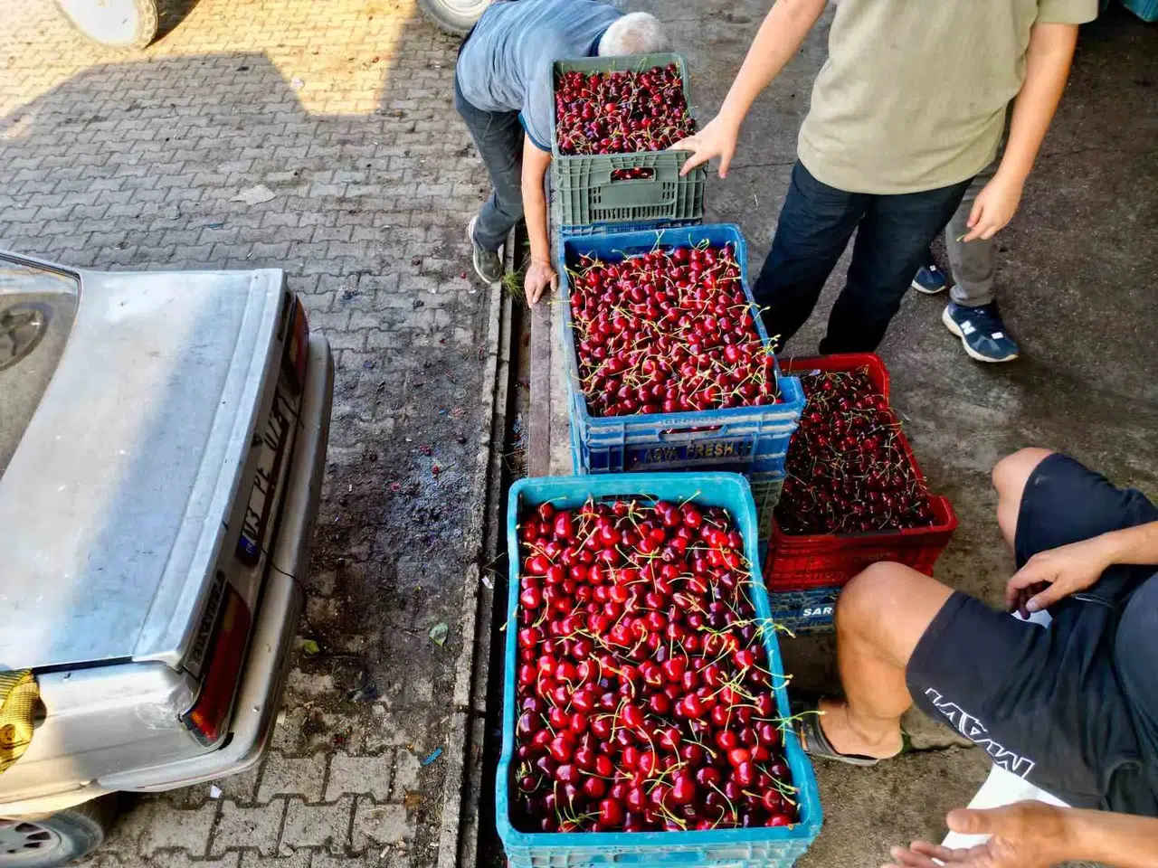 Avrupa ve Rusya'nın tercihi Afyon'dan gidiyor: Napolyon kirazında hasat heyecanı