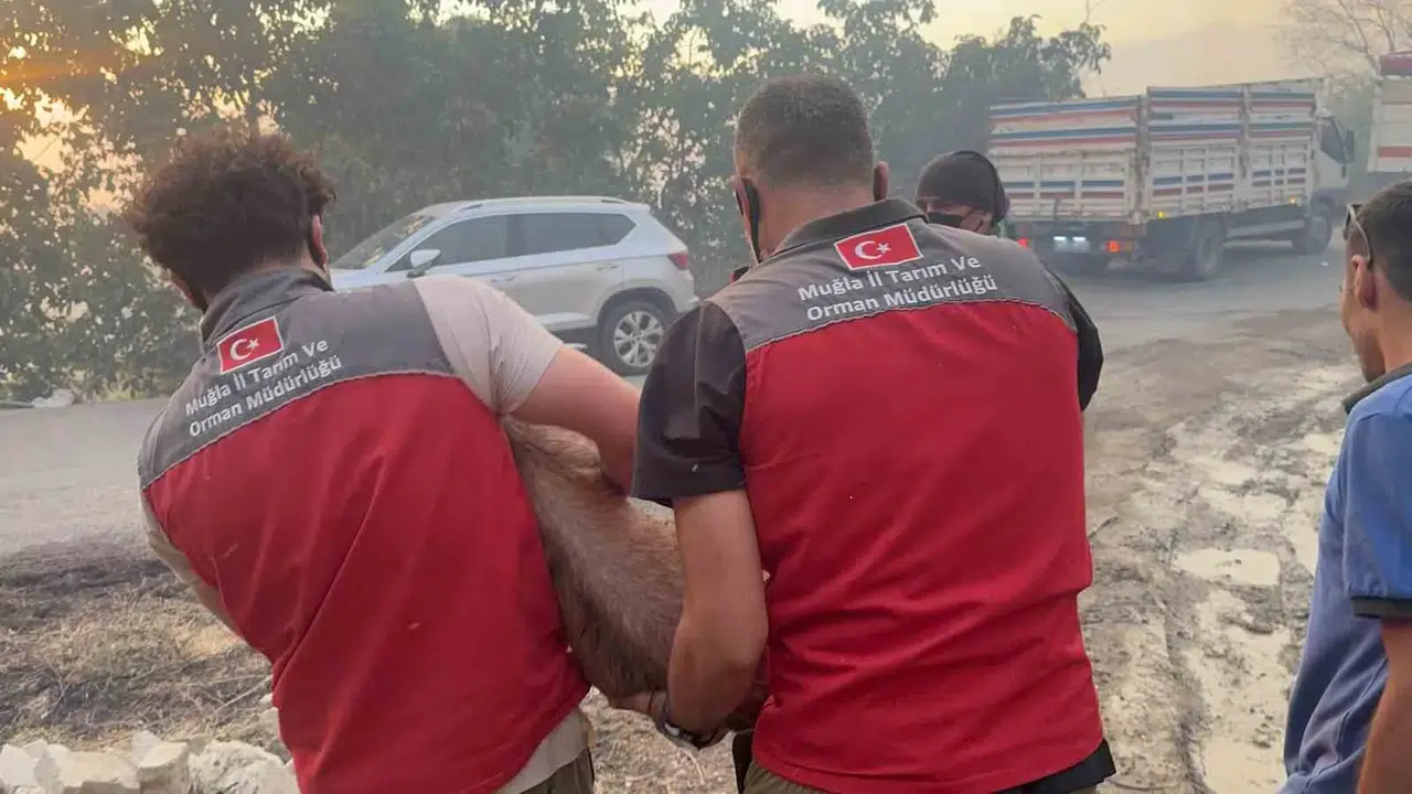 Seydikemer’de alevler hayvanları tehdit etti: Ekipler seferber oldu