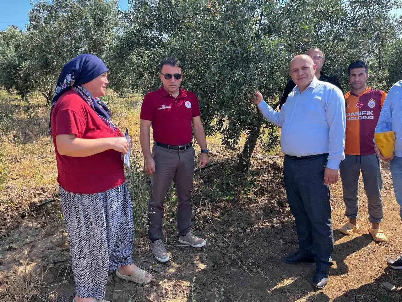 Buldanlı üretici kimyasala veda ediyor: Zeytin bahçelerinde ekolojik dönem