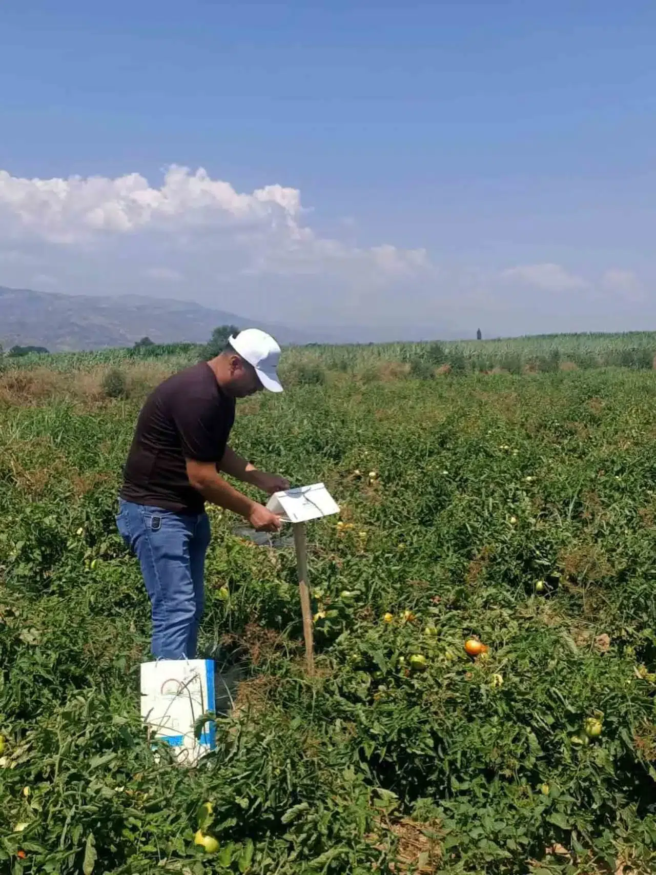 Köşk ovasında kritik mesai: Tarım ekipleri tarlaları karış karış denetledi