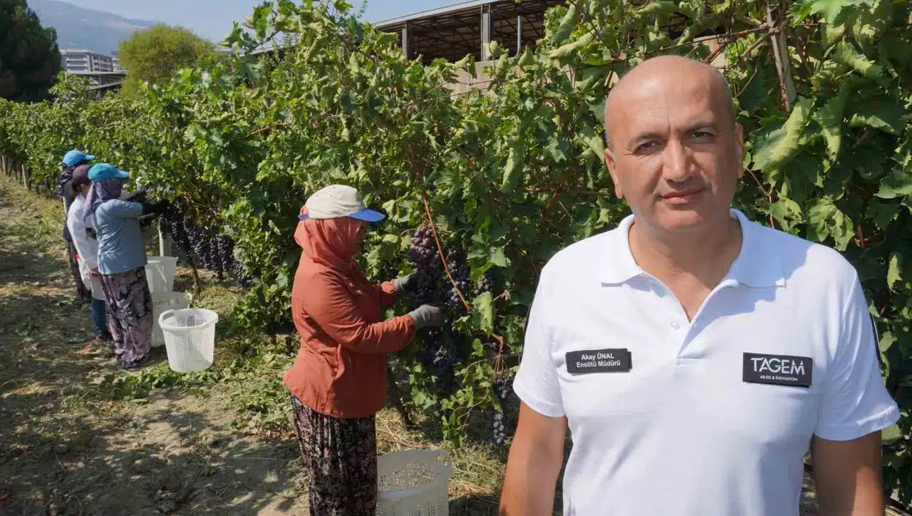 Manisa üzümü dünya sofralarına ulaştı: İhracatta rekor beklentisi