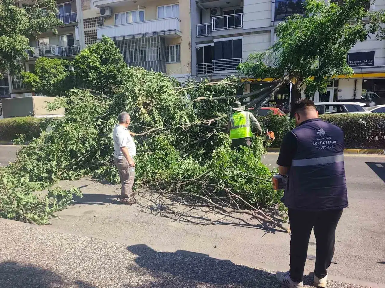 Aydın'da korku dolu anlar: Seyir halindeki aracın üzerine devrilen ağaç faciaya davetiye çıkardı