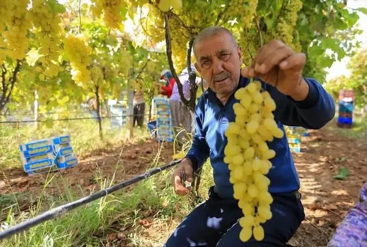 Manisalı bağcılar için kritik uyarı: Hasat başladı, gözler TMO’nun fiyat açıklamasında