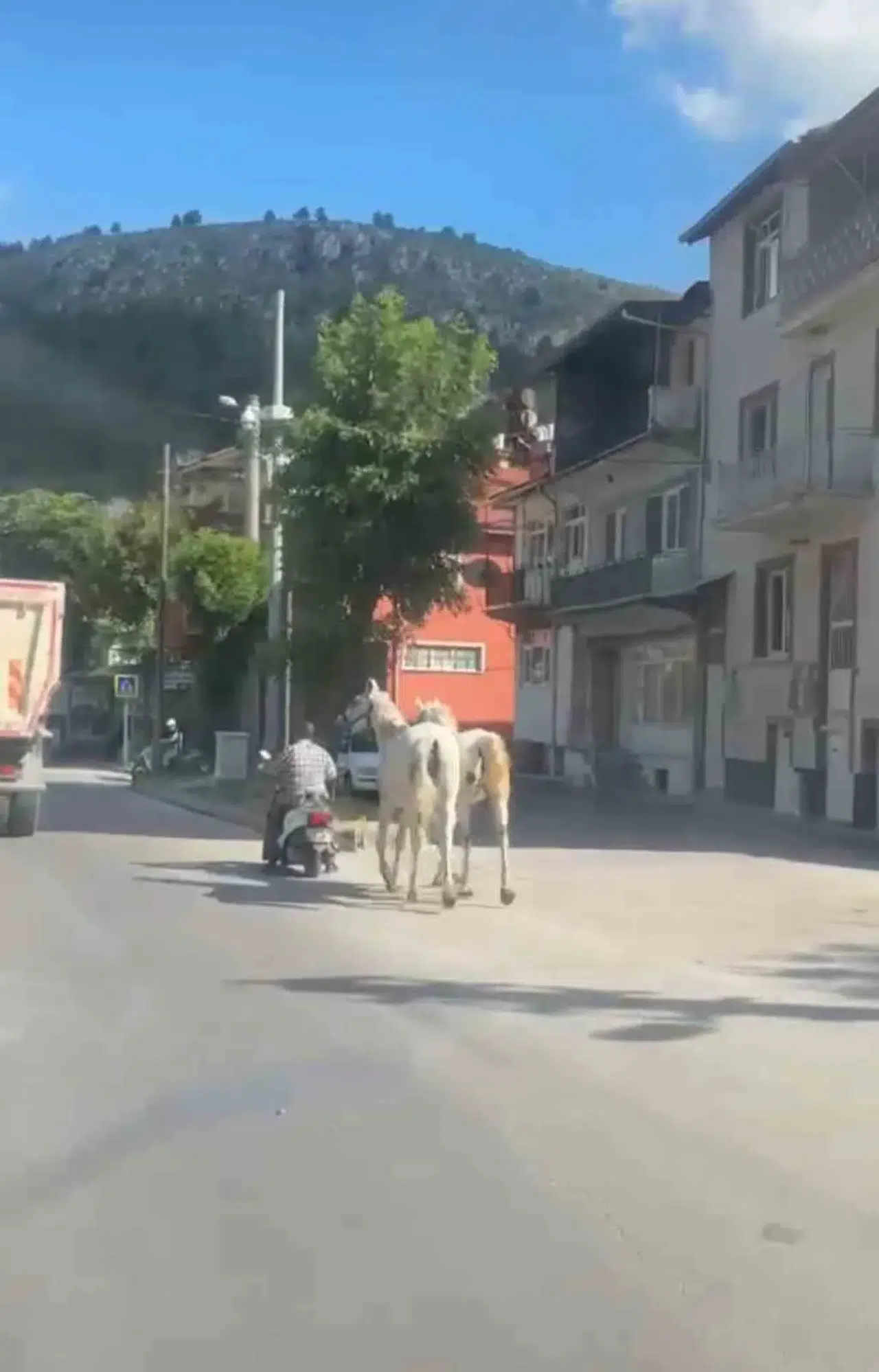 Kütahya trafiğinde şaşkına çeviren görüntü: Motosikletle at taşıdı