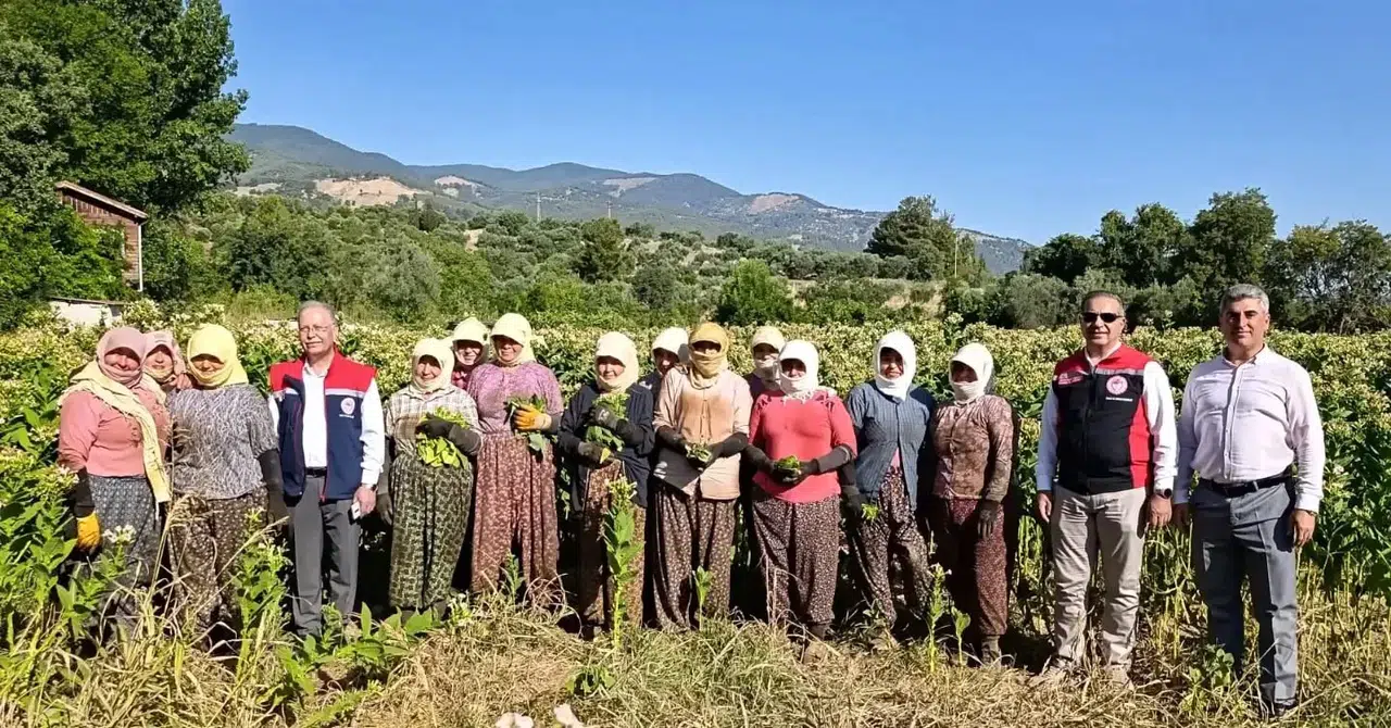 Karacasu tarlalarında hasat mesaisi: Tütün üreticisiyle sahaya indiler