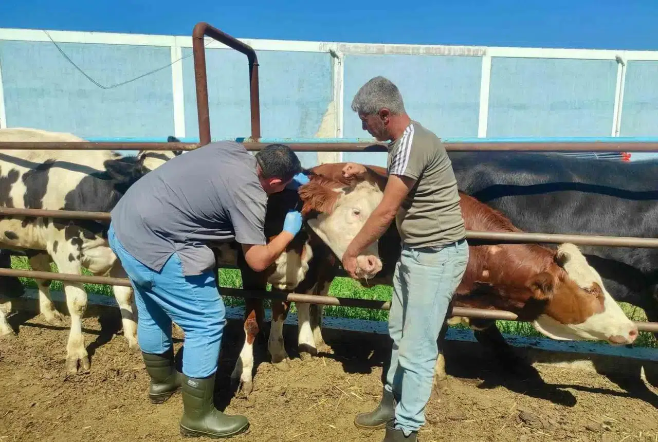 Afyonkarahisar'da çiftliklerde tüberküloz alarmı: Ekipler sahada denetimleri sıklaştırdı