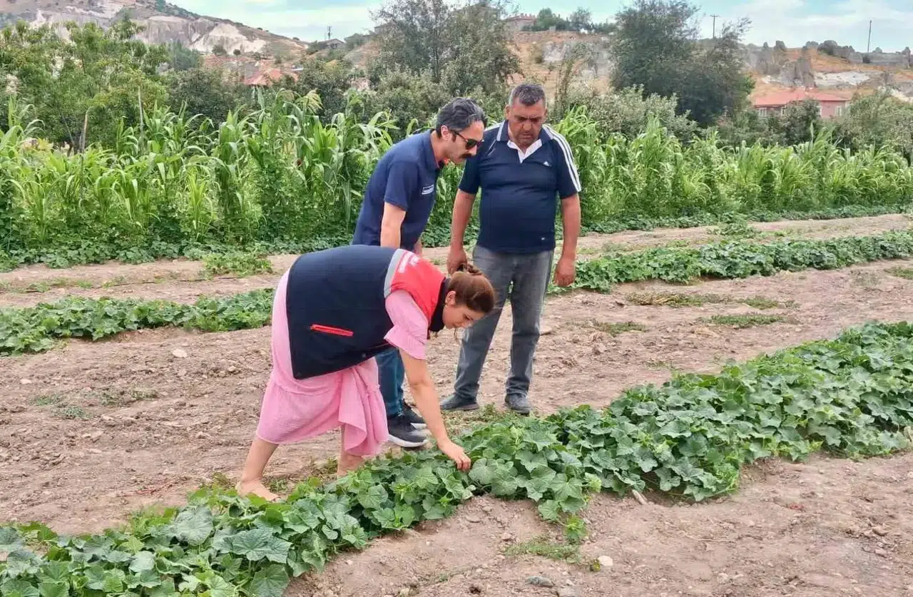 Afyonkarahisar tarlalarında kritik mesai: Ürün sağlığı için mercek altına alındı