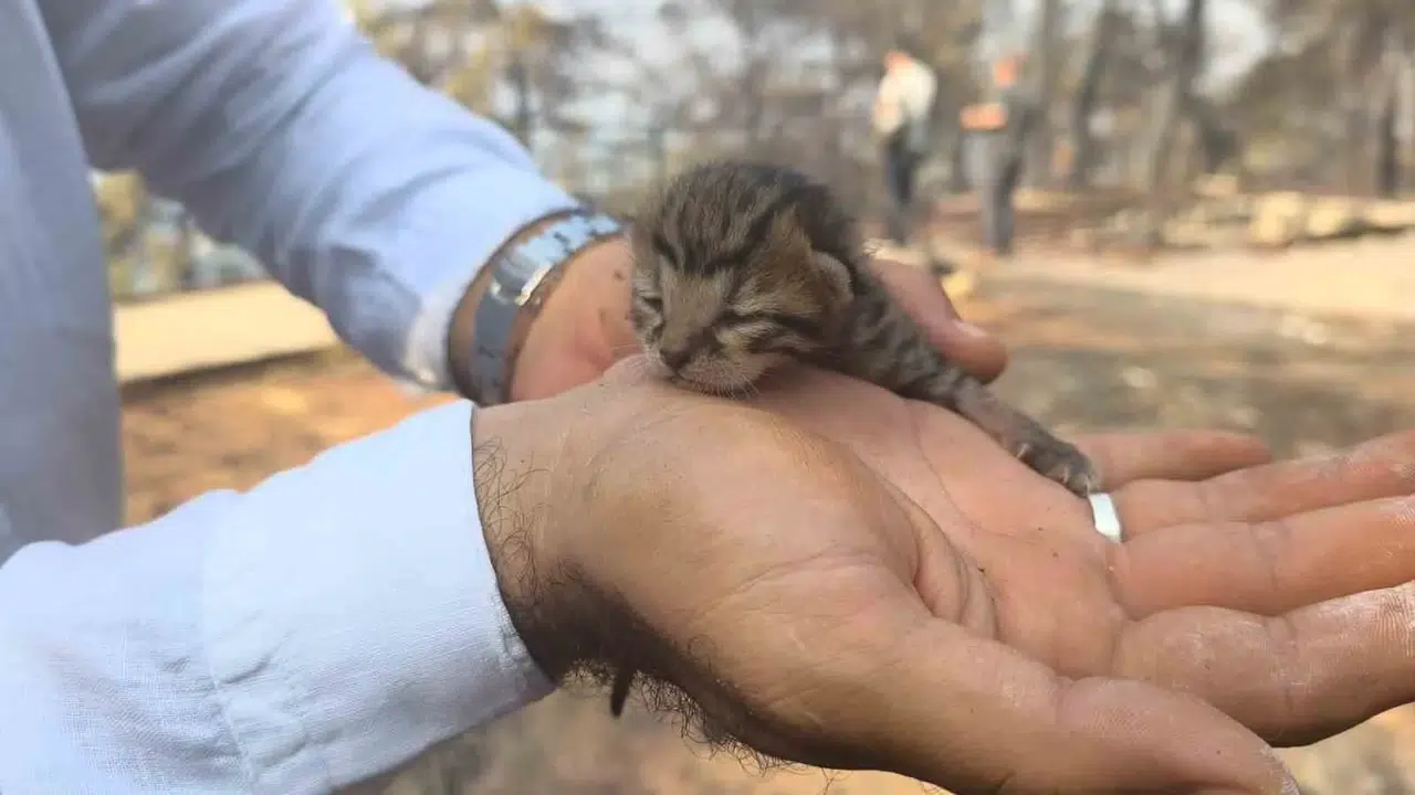 Fethiye'deki yangın felaketinde duygulandıran kurtuluş: Minik cana gazeteci eli uzandı