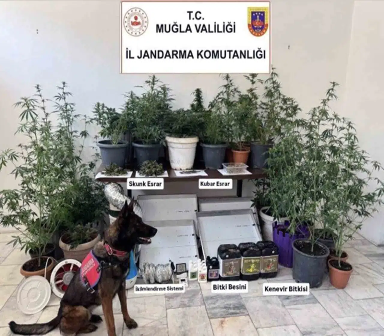 Muğla’da zehir tacirlerine ve kaçakçılara jandarma darbesi