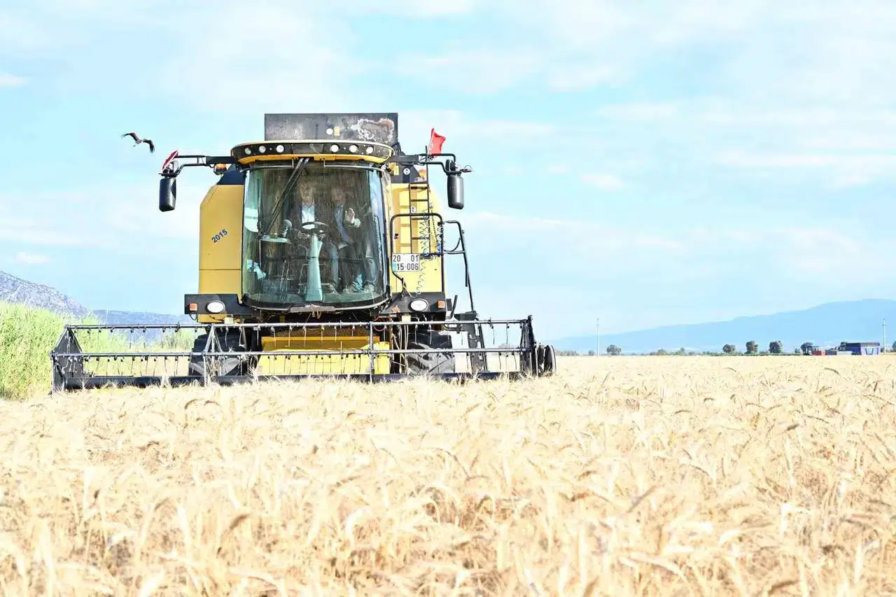 Denizli’de yerli tohumla verim seferberliği: Vali Köşger biçerdöver koltuğuna geçti