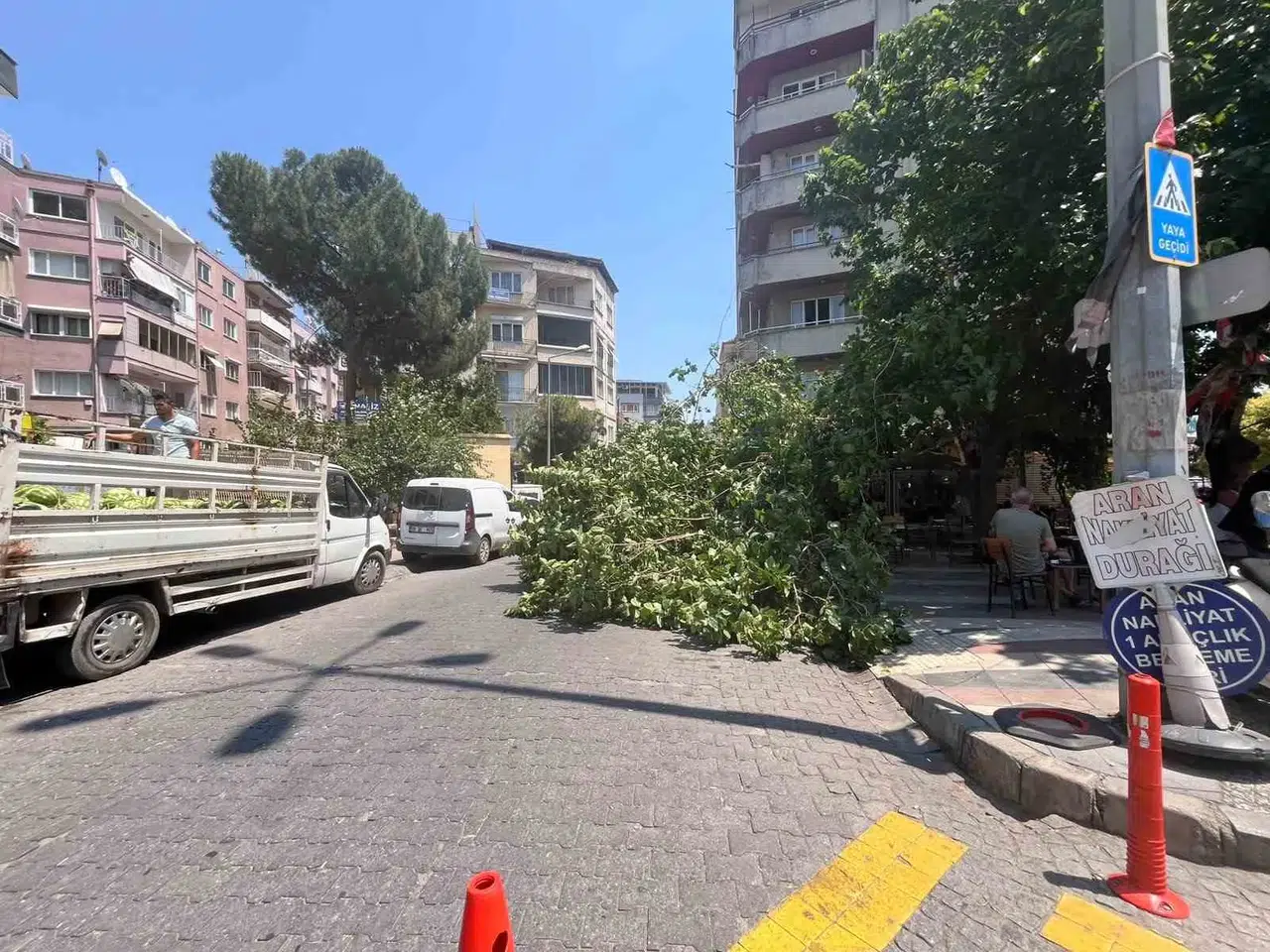 Aydın'da korkutan anlar: Yarım asırlık ağaç park halindeki araçları ezdi