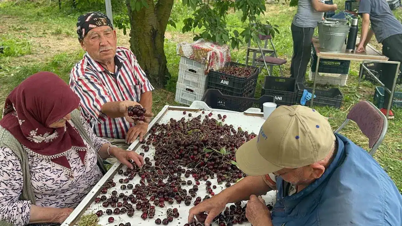 Kiraz bahçelerinde çifte duygu: Rekor üretim geldi ama kalite beklentiyi karşılamadı