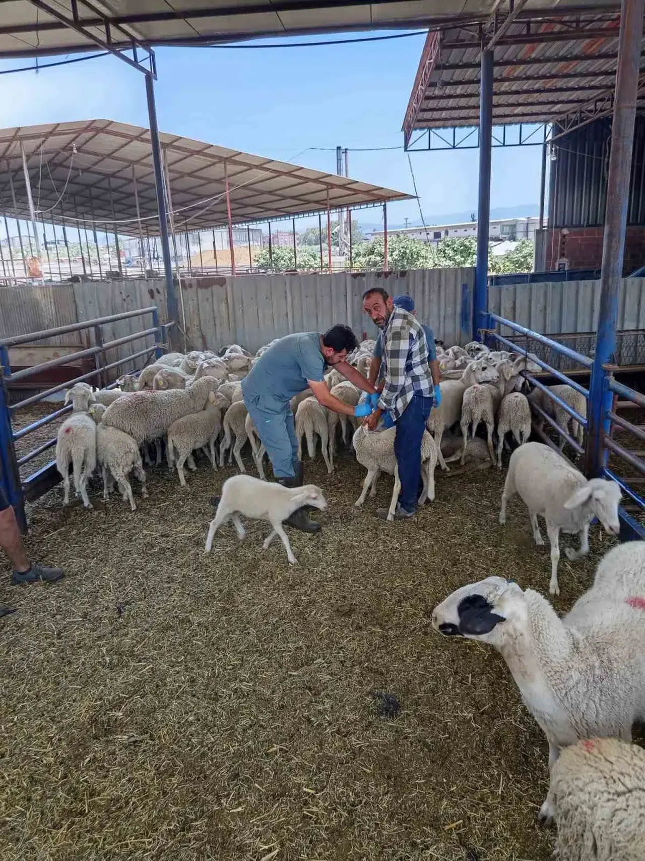 Köşk’te hayvan sağlığı için seferberlik: Kavurucu sıcağa rağmen dur durak bilmiyorlar