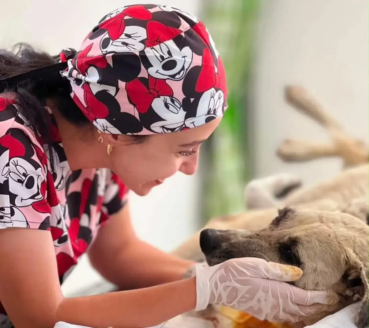 Ölümden döndü: Sarıgöl'de yaralı köpeğe belediye şefkati