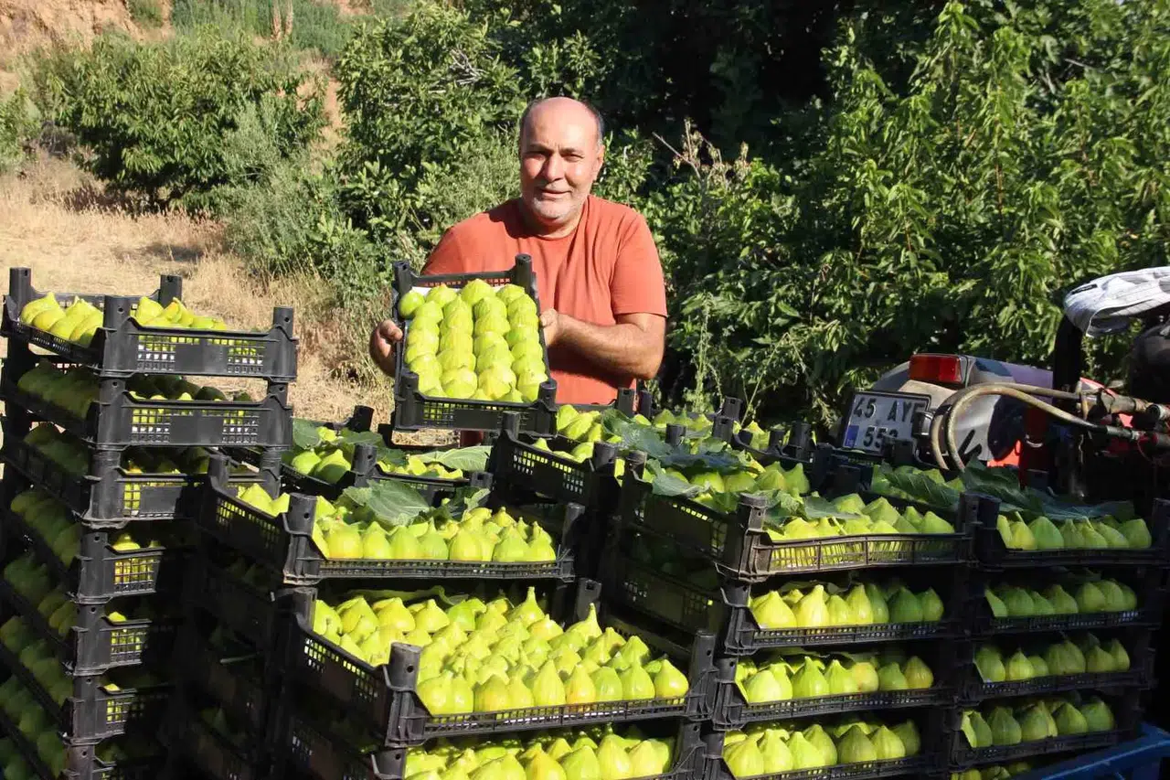 Turgutlu'nun yediveren incirinde fiyat dalgalanması: Hasat sonu bereketi