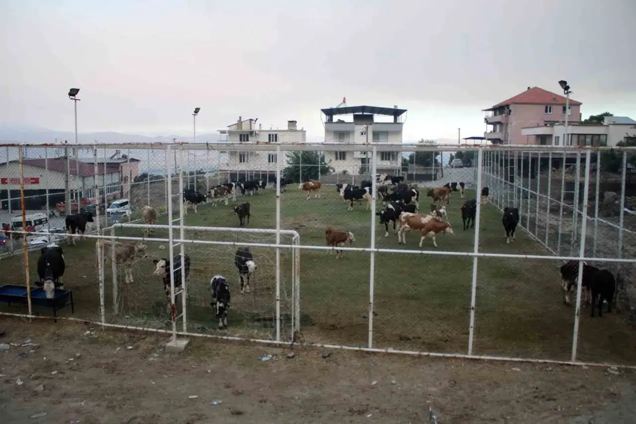 Alevler kapıya dayandı, Mutaflar Mahallesi’nde halı saha hayvan barınağına dönüştü