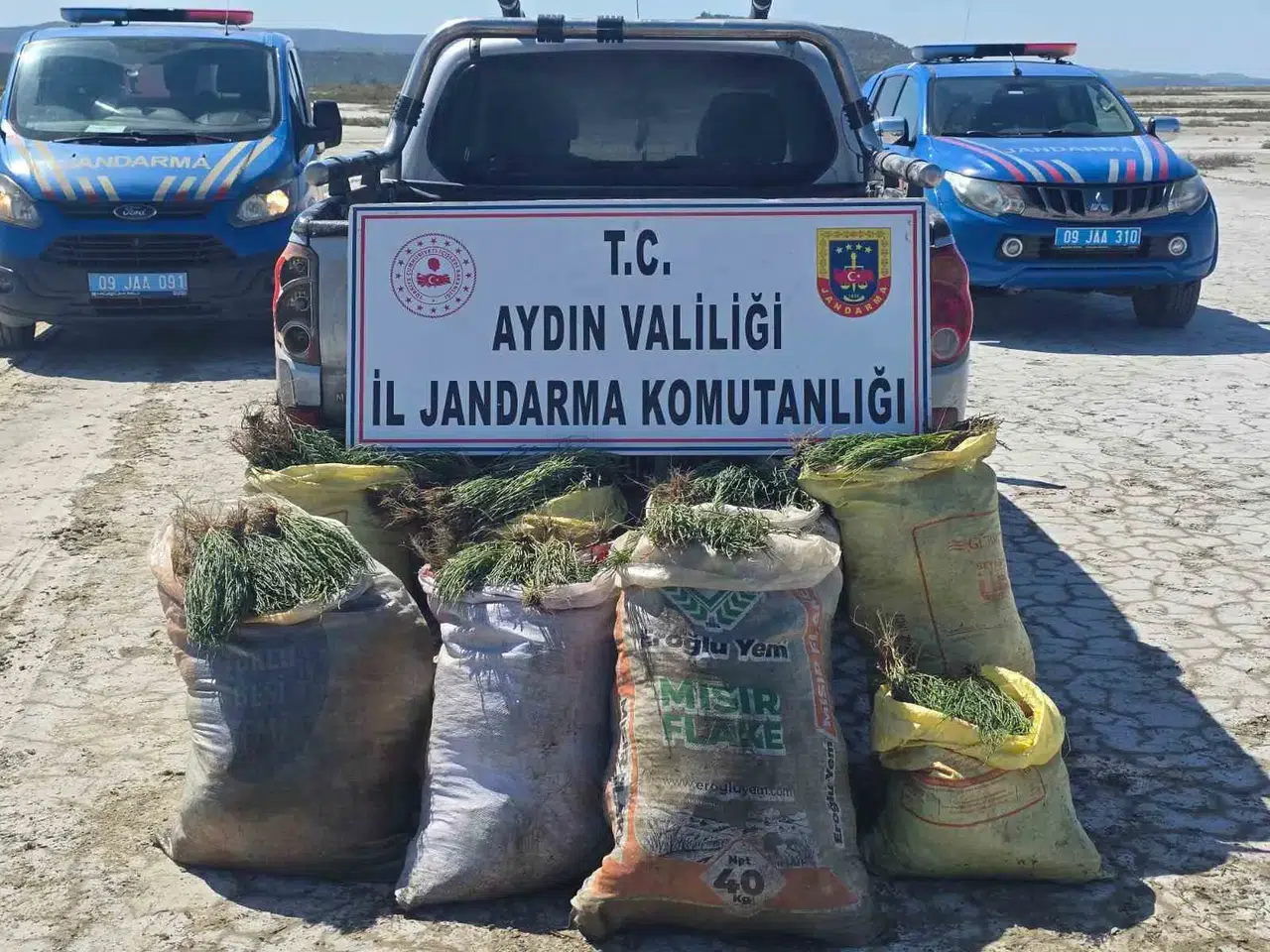 Didim'de doğa talanına jandarma engeli: Tonlarca bitki ele geçirildi