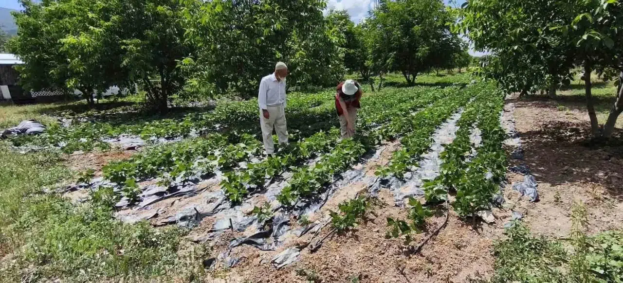 Kütahya tarımında verim yüzleri güldürecek: Nohut ve barbunyada hasat beklentisi netleşti