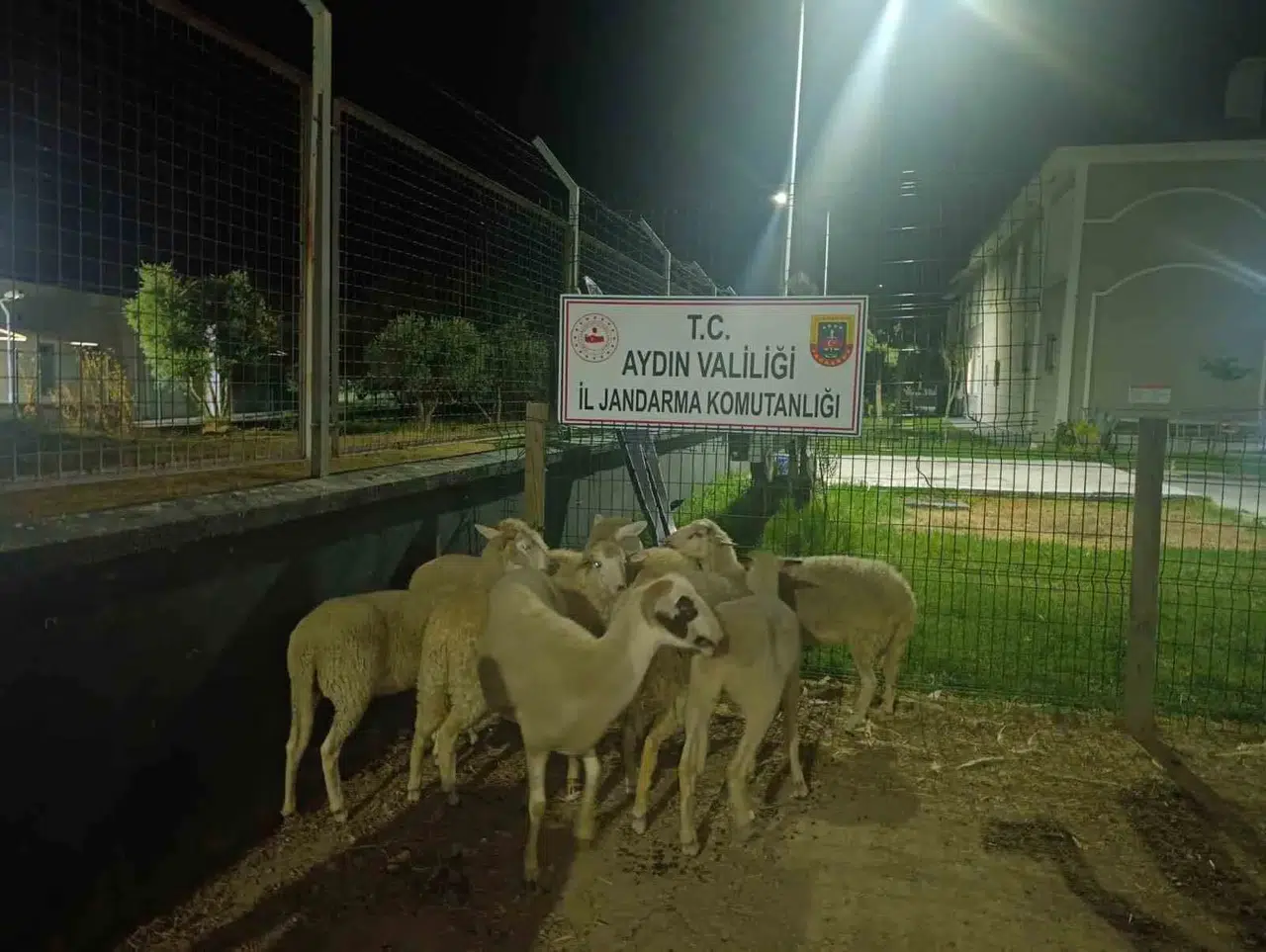 Koçarlı'da koyun hırsızlığına jandarma darbesi: 8 hayvan sahibine kavuştu