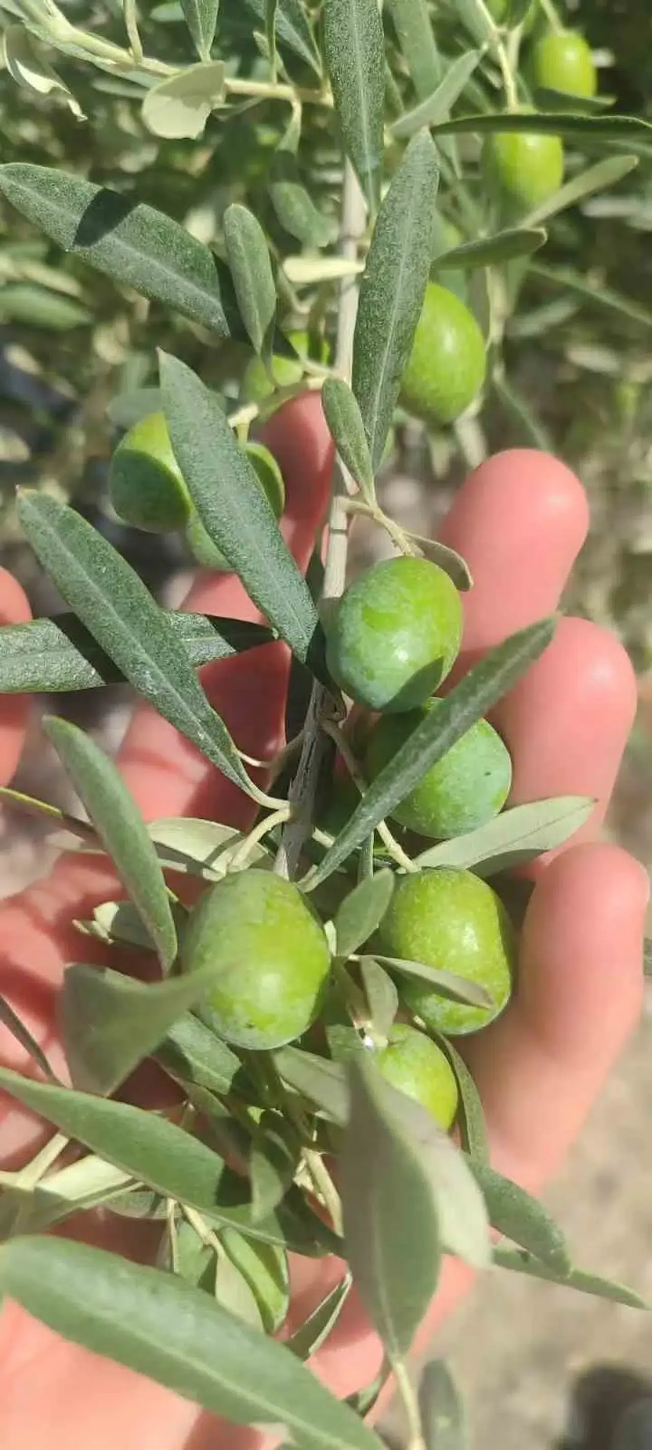 Didimli zeytin üreticilerine kritik uyarı: Hasat öncesi sinek alarmı