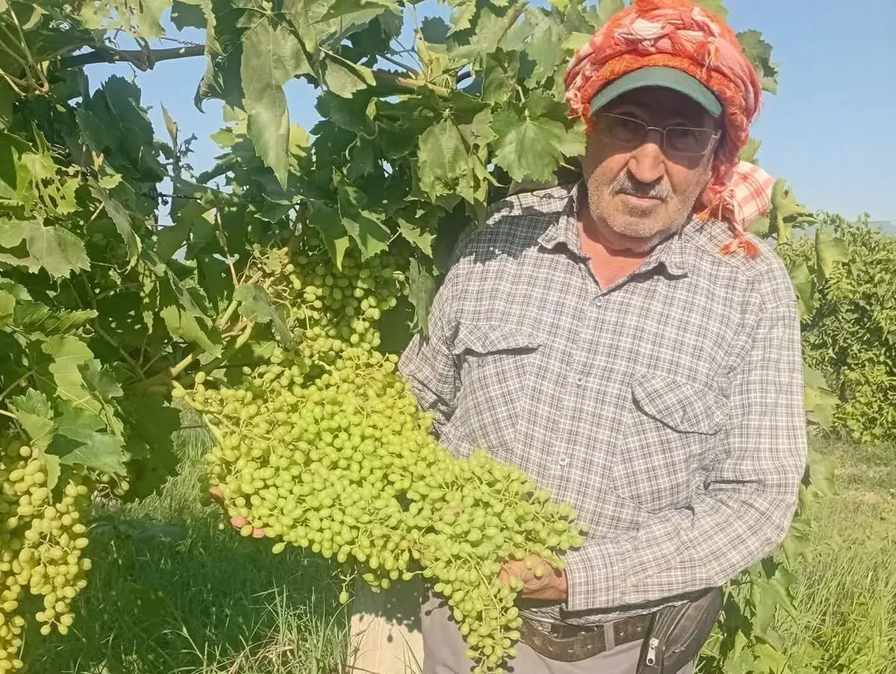 Sarıgöl'de dev salkım bereketi: İhracat için titiz hazırlık