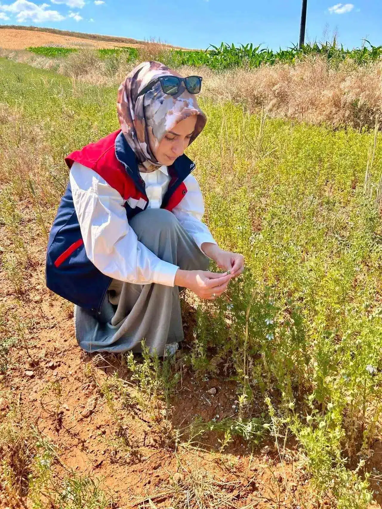 Afyonkarahisar’da tarımda kalite nöbeti: Çörek otu ve haşhaş tarlaları mercek altında