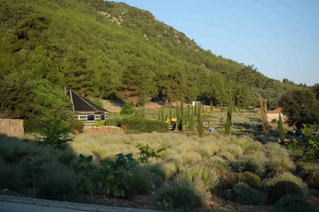 Bodrum'un bereketli topraklarında gençlik rüzgarı: Lavanta kokulu sabahlar