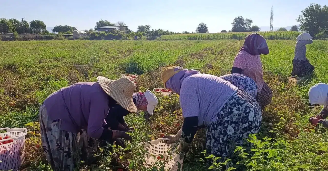 Aydın ovalarında domates bereketi: Binlerce üretici tarlada ter döküyor