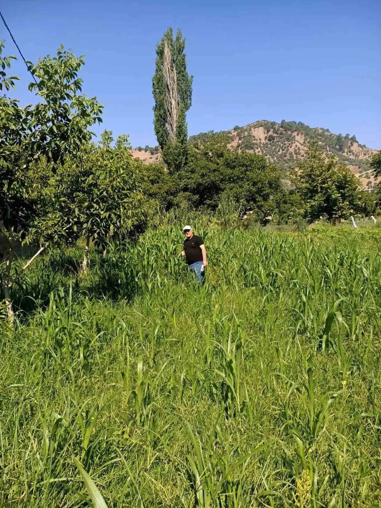 Aydın tarımında su tasarrufu dönemi: Sorgum otu tarlalarda boy gösterdi