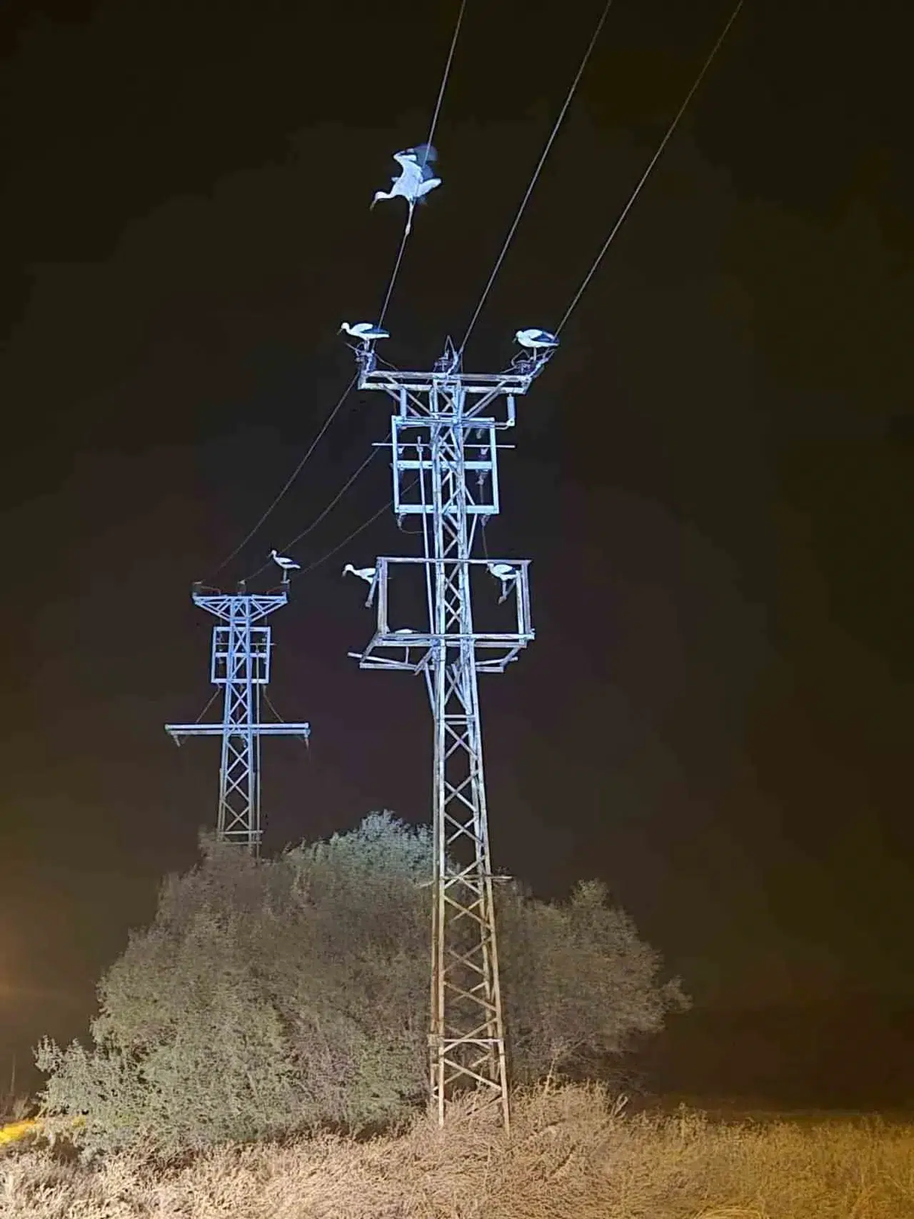 Göç yolundaki leylekler Afyonkarahisar’ı karanlığa gömdü: Enerji hatlarında kısa devre