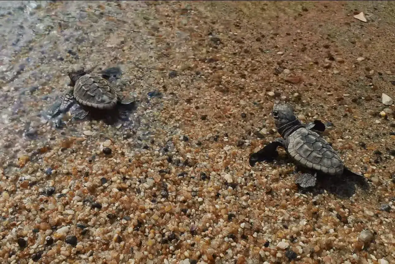 Ege’nin Kumsallarında Yeni Nesil: 504 Caretta Caretta Denizle Buluştu