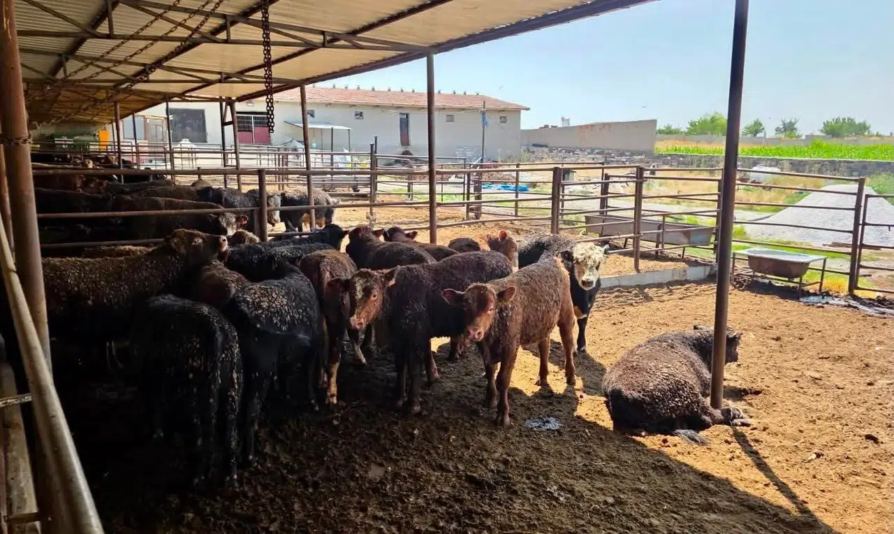 Afyonkarahisar’da besi çiftliklerine yakın takip: İthal hayvanlar mercek altında