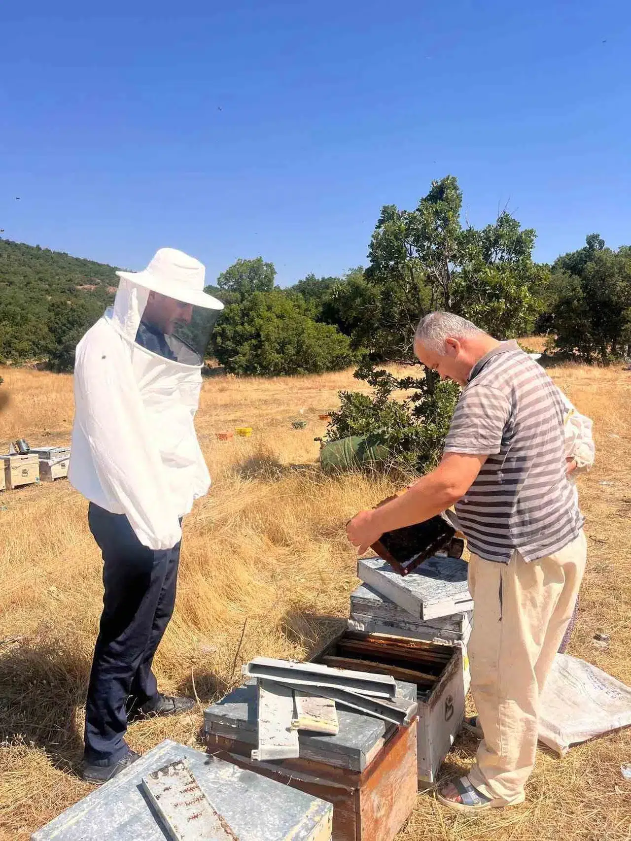 Afyonkarahisar'da bal üreticileri için kritik süreç: Kovanlar tek tek kayıt altına alınıyor