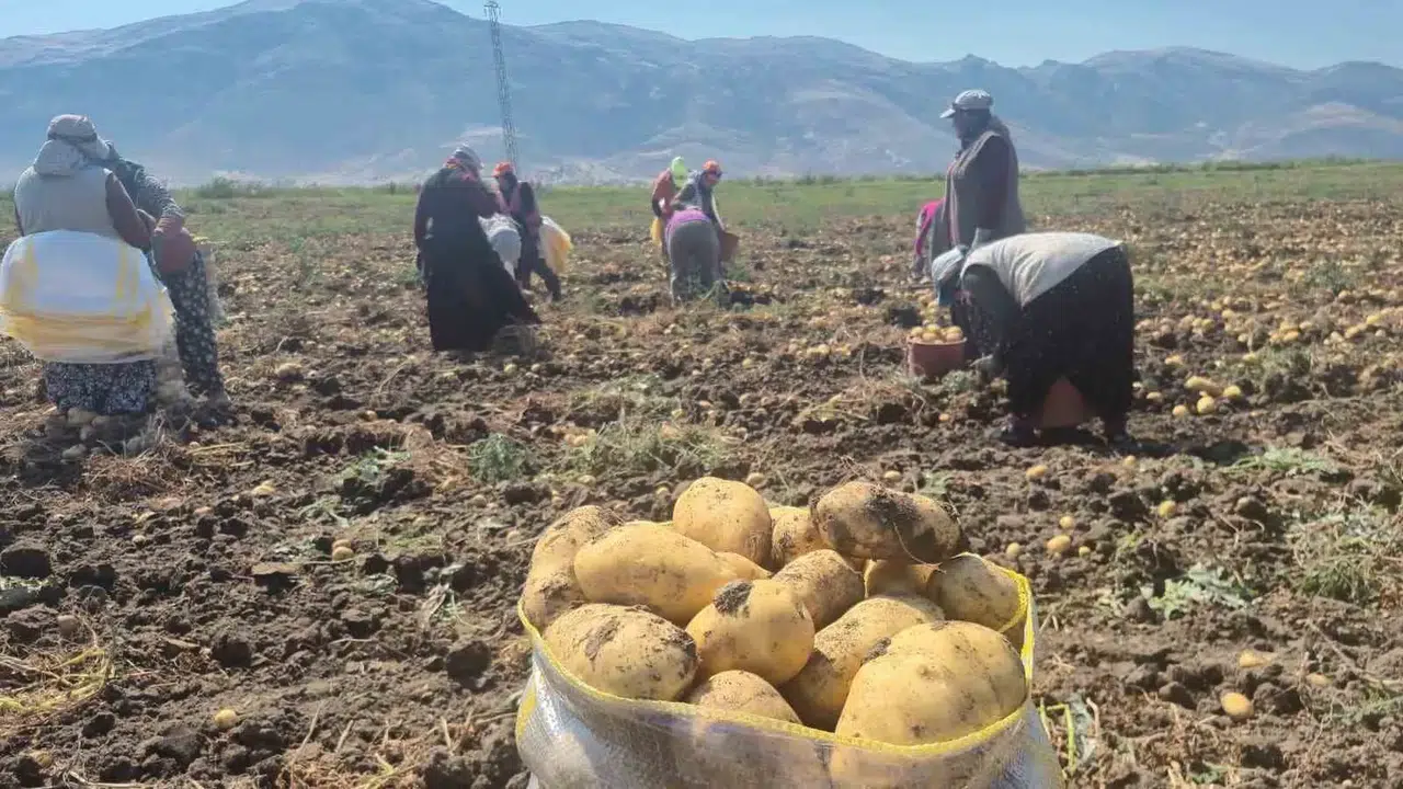 Çölovası’nda bereketli sezon: Patates üreticisi bu yıl derin bir nefes aldı