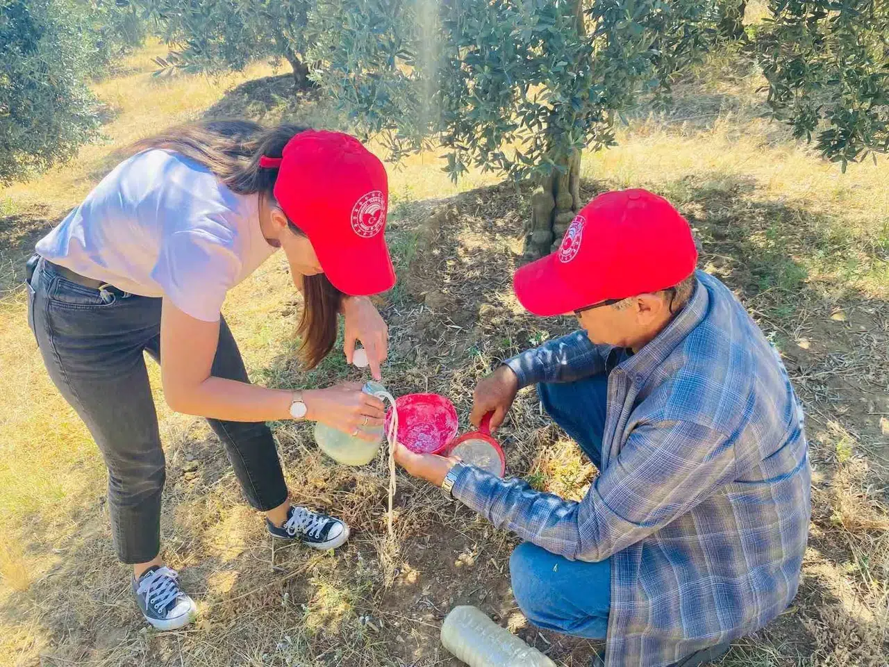 Salihli’de Zeytin Üreticilerine Üç Günlük Kritik İlaçlama Mesaisi
