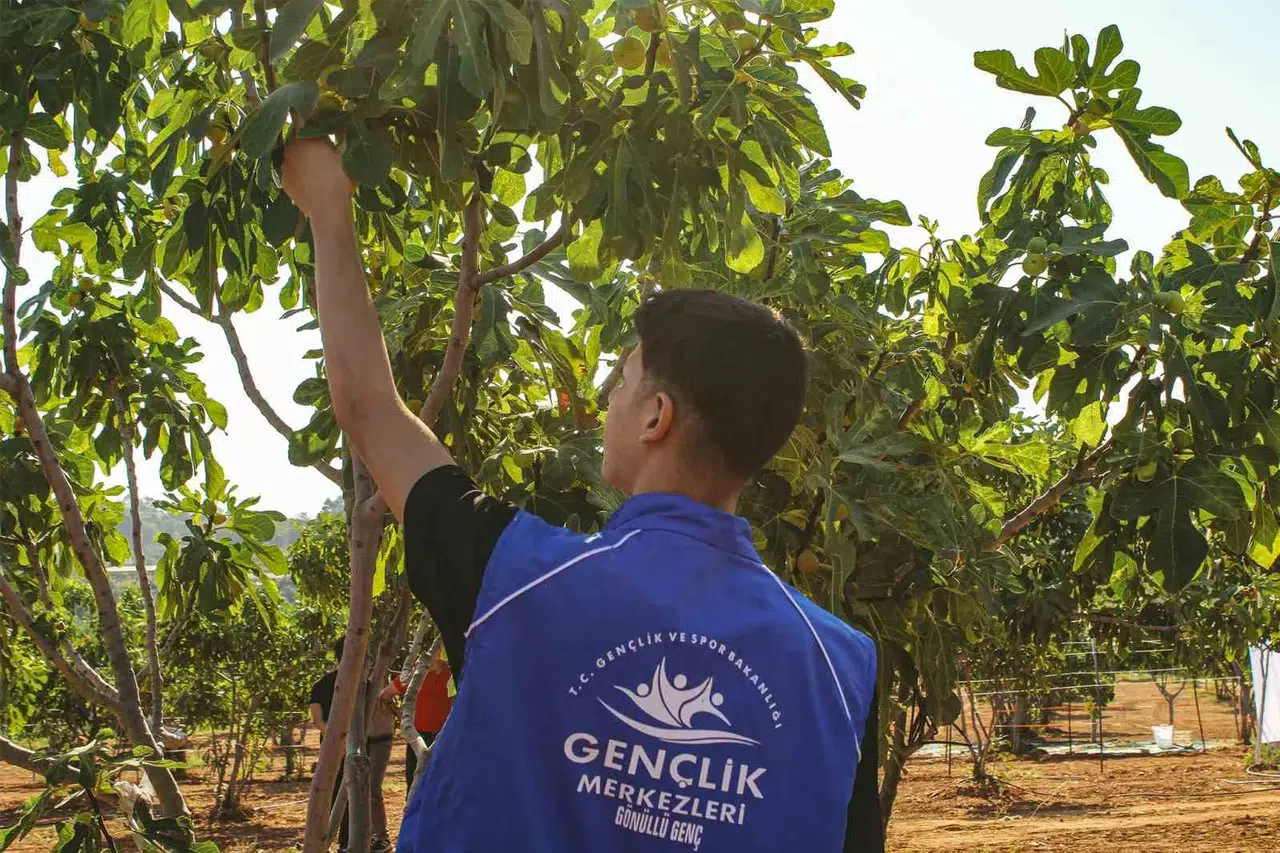 Germencik’te gençlerden sarı altına vefa: İncir bahçelerinde ter döktüler