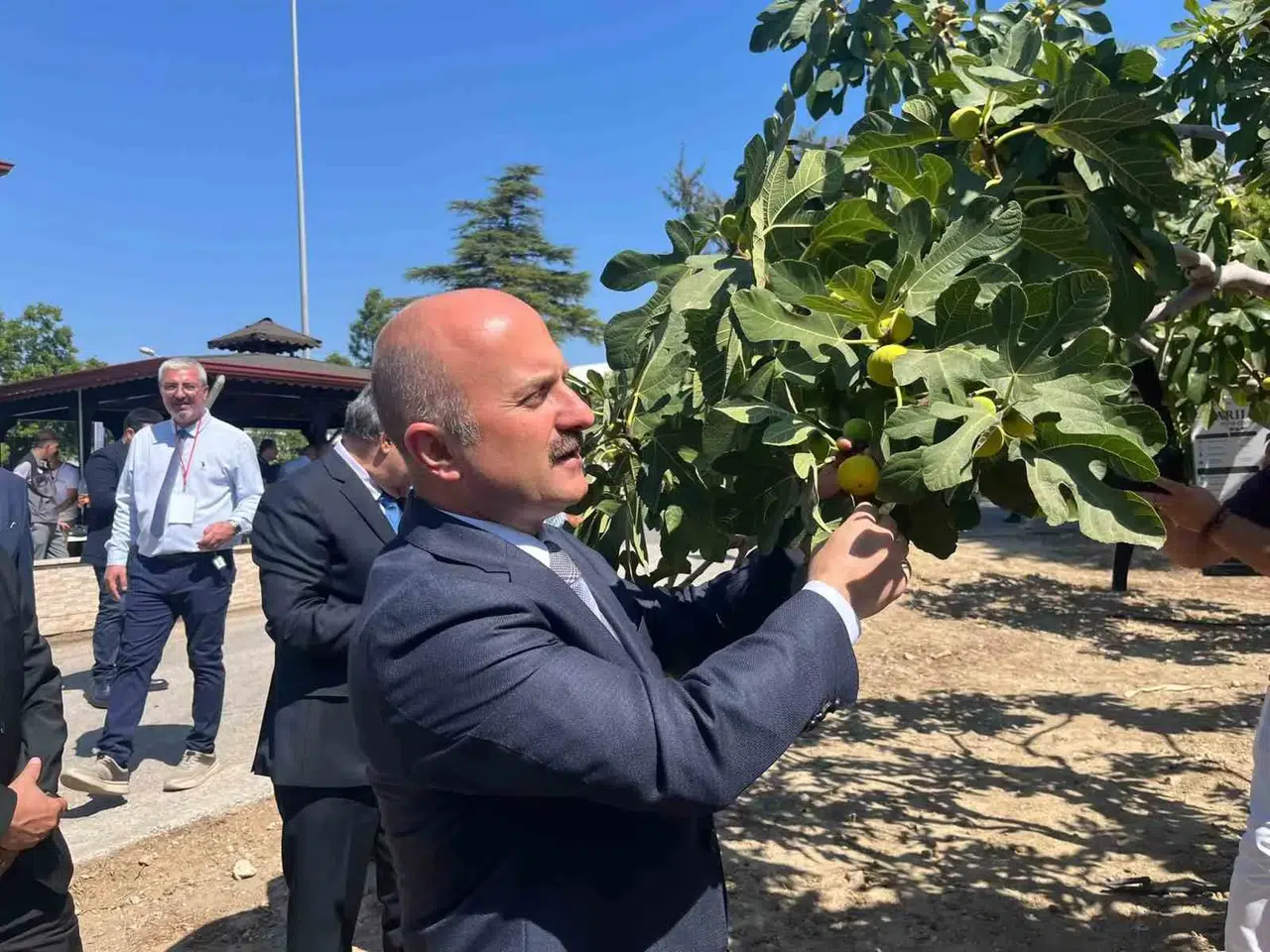 Aydın incirine 100 milyonluk bilimsel kalkan: Ar-Ge merkezi kuruluyor