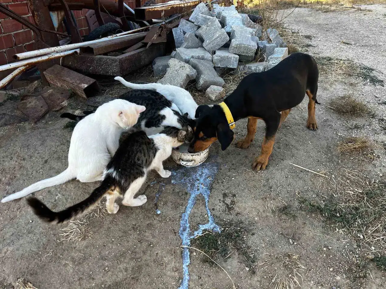Bahçesinde Büyüttüğü Kedi ve Köpeklerden İnsanlık Dersi: "Kavgasız Bir Dünya Mümkün"