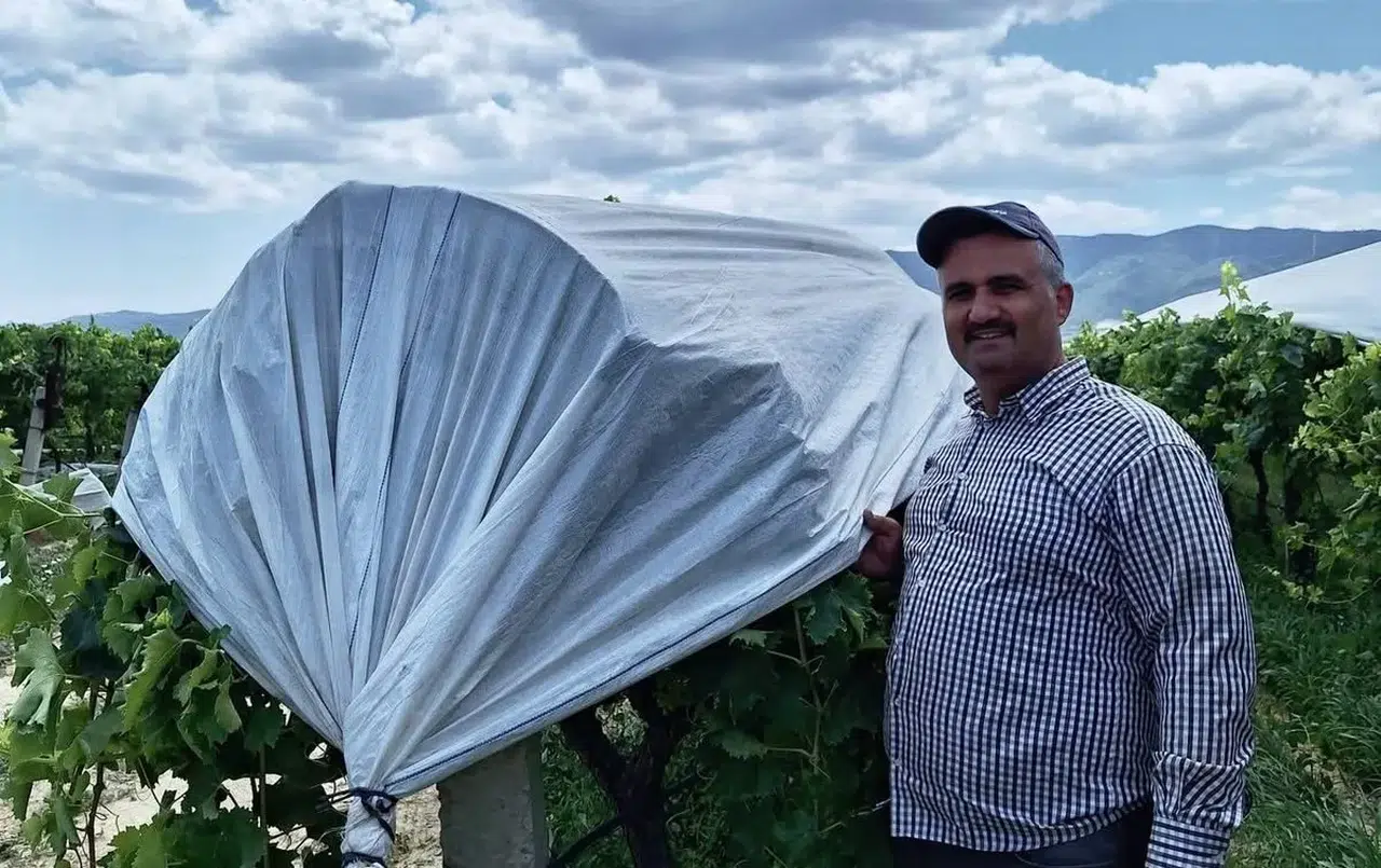 Sarıgöl’de bağlar gelinliğini giydi: Sultaniye üzümünde hasat öncesi kritik hazırlık