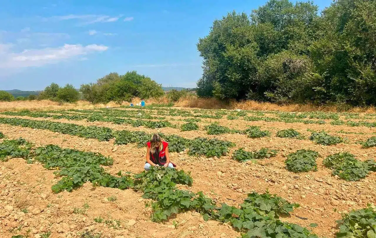 Dazkırı’da tarımsal dönüşüm mesaisi: Çiftçinin yeni rotası barbunya ve tütün