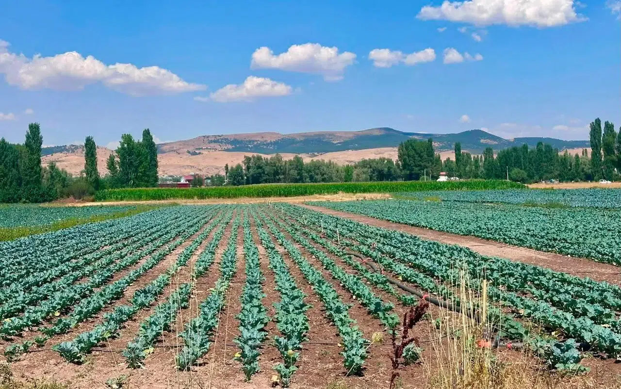 Sinanpaşa’da Brokoli Tarlaları Mercek Altında: Üreticiye Yerinde Teknik Destek