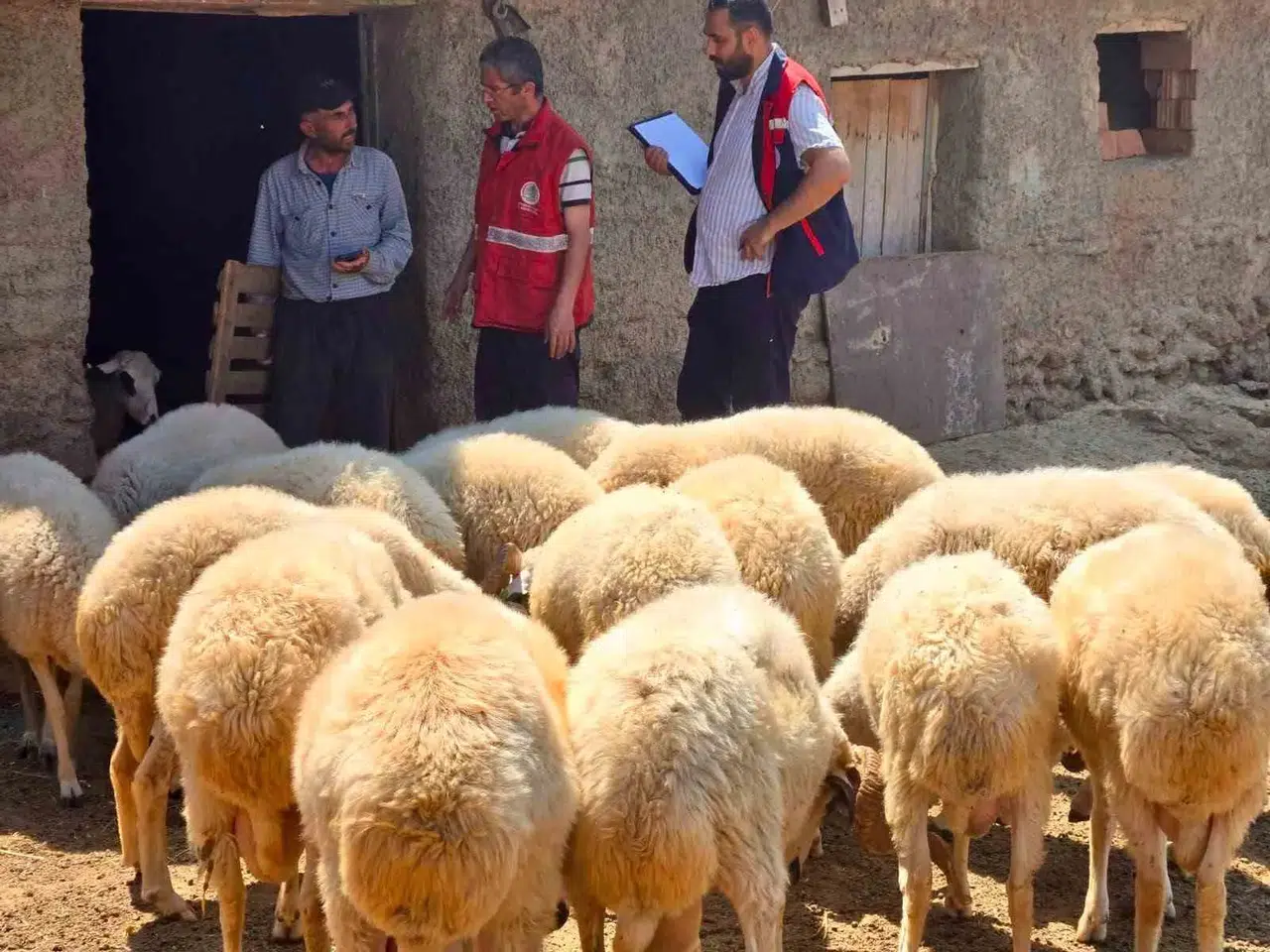 Afyonkarahisar'da hayvancılıkta verim artışı için kritik adım: Sürüler tek tek kayıt altına alınıyor