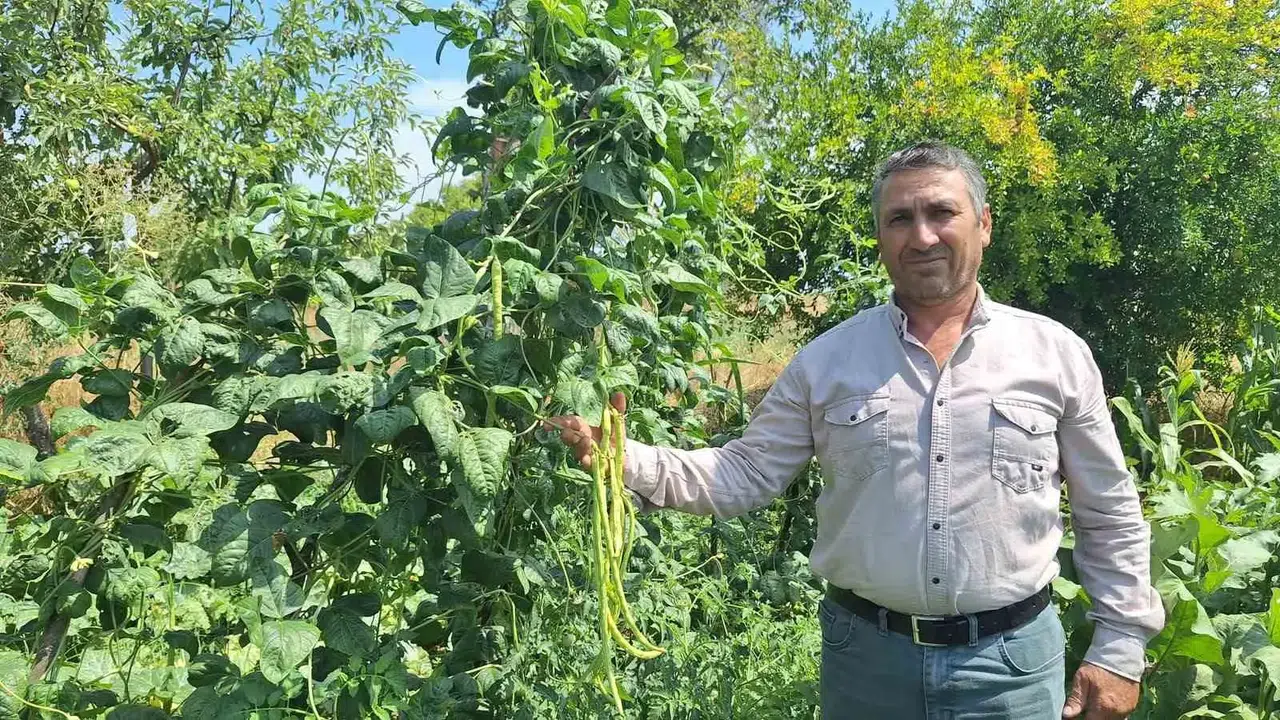 Manisa'nın bereketli yaylalarında hasat zamanı: Börülce üreticisi kazancından memnun